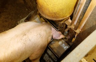 Enzymen in varkensvoer zorgen voor minder methaanemissie en betere diergezondheid
