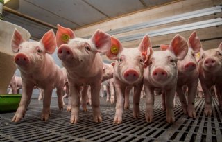 Barth-Misset Fonds open voor welzijnsinnovaties veehouderij