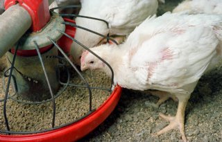 ZLTO: Brabantse kip op achterstand