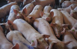 Afrikaanse varkenspest op zeugenbedrijf in West-Polen