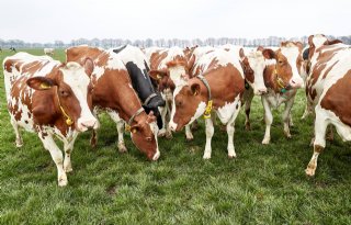 LTO Melkveehouderij: te kort dag voor lastige GLB-puzzel