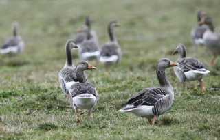 CDA roept op tot aanpassing ganzenbeleid Noord-Holland