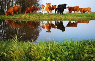 Agrarische Jongeren Friesland: 'Veenweideplan remt extensivering'