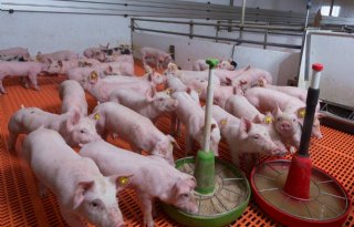 Vijf universiteiten onderzoeken darmgezondheid varkens