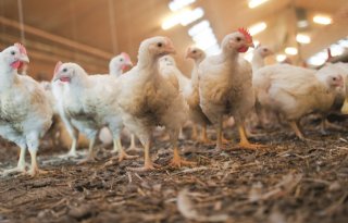 Dierenbescherming: Jaarlijkse vogelgriepuitbraken onhoudbare situatie