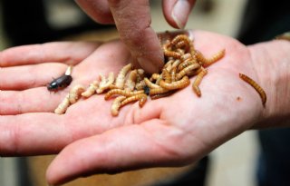 Nederlandse meelwormenkweker in Franse handen