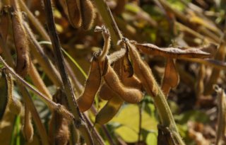 Droogte westen Verenigde Staten bedreigt soja- en maisoogst