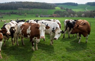 Minder melkkoeien in de Europese Unie, maar niet in Nederland