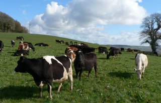 Ierse veestapel moet fors krimpen om CO2-uitstoot te verminderen