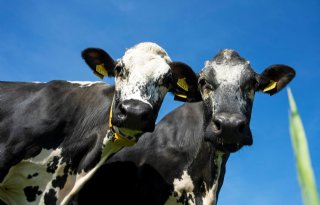 Levensproductie Nederlandse koeien stijgt tot recordniveau