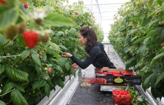 Stijgende kostprijs blijft grote uitdaging voor tuinbouwsector
