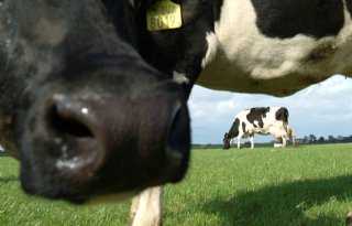 CBS: ruw eiwitgehalte in rantsoen melkvee daalt verder