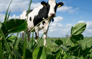 Melkveehouders in Oss werken aan kringlooplandbouw