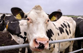 Verkenning naar afwijkend gewicht melkvee in KringloopWijzer