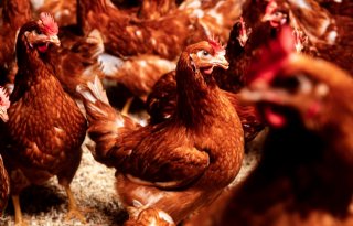 Vogelgriep leidt tot nieuwe zorgen voor pluimveesector