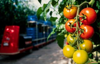 NVWA roept tomatentelers op geen crossprotectie toe te passen tegen ToBRFV