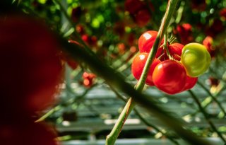 Marokko neemt voortouw op tomatenmarkt