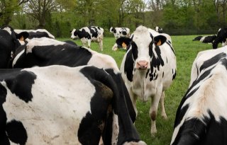Rabobank: structurele rentekorting duurzame melkveehouder