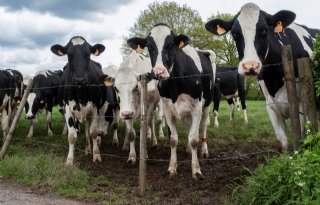 ING: 'Melkveestapel zal vanaf 2022 slinken'