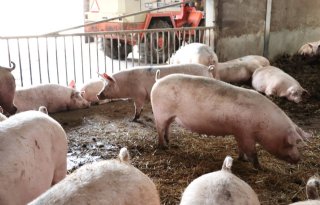 Voorlopig+geen+Europese+steun+voor+varkenshouders