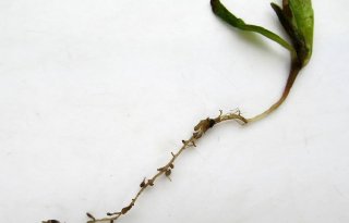 Wortelknobbelaaltjes in bieten en plantwegval door pythium