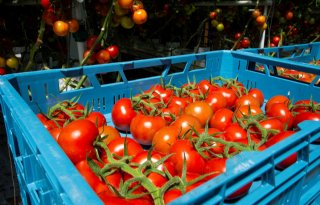 Plantengenen ontdekt die gevoelig zijn voor tomatenvirus