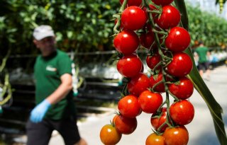 Europese tomatenproductie neemt toe door stijgende consumptie