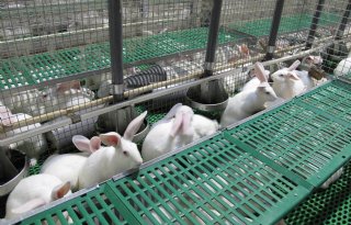 Afzet konijnenvlees nauwelijks verstoord