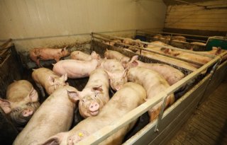 Nederlandse slachterijen verwerken minder varkensvlees