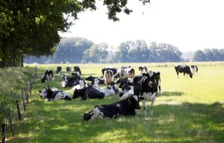 Hittestress kost melkveehouders duizenden euro's per jaar