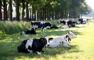 'Klimaatverandering zorgt voor blijvend hoge voedselprijzen'