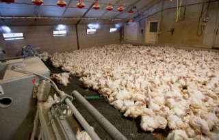 NVWA vreest voor welzijn pluimvee, sector vindt dat onterecht