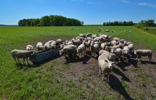 Graasdierpremie voor schapen valt opnieuw lager uit