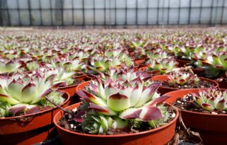 Exportverbod naar Israël dreigt voor Nederlandse potplanten