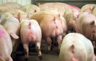 Varkens in Nood wil taserverbod in varkenshouderij