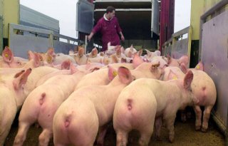 Pleidooi voor einde veetransport naar landen buiten EU