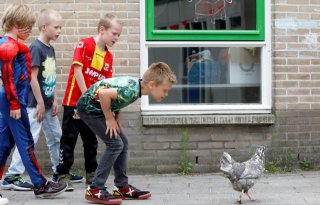 Vogelgriep op kinderboerderij Spijkenisse