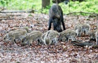 Vier wilde zwijnen in Rome gevonden met Afrikaanse varkenspest