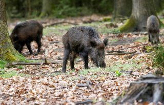 Afrikaanse varkenspest treft vier wilde zwijnen in Zuid-Italië