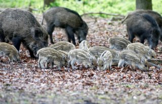 105 wilde zwijnen met Afrikaanse varkenspest in Italië