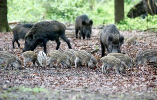 Afrikaanse varkenspest in Noord-Italië heeft andere bron dan die in Midden-Italië