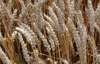 Oekraïense boeren verwachten 40 procent minder tarwe
