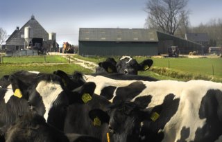 Dairy Campus: met weidegang in voorjaar minder methaan dan bij gras aan voerhek