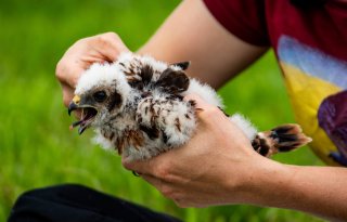 Natuur en landbouw komen met plan voor akkervogels in Groningen
