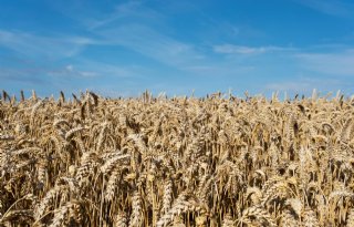 Europese Commissie: graanprijzen blijven hele jaar hoog