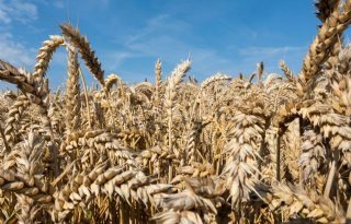 Exportcorridor zet graanprijzen onder druk