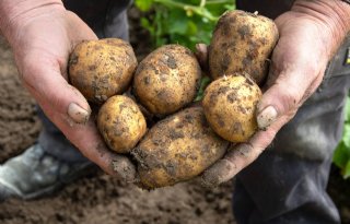 VTA-bestuurslid: 'Aardappelmarkt is op een keerpunt beland'