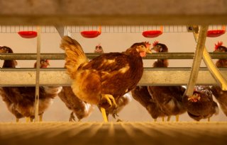 Tweede bedrijf in Woltersum besmet met vogelgriep