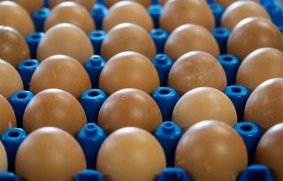 Grote eierschaarste in Duitsland