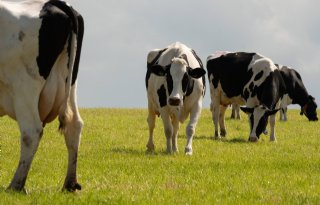 Weidegang op bijna driekwart melkveebedrijven